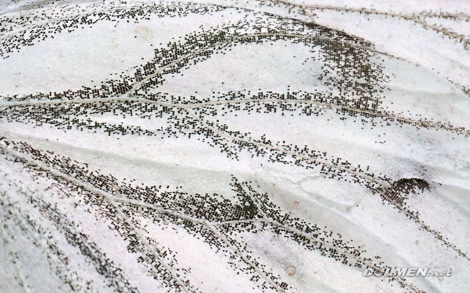 Green-Veined White (Pieris napi)